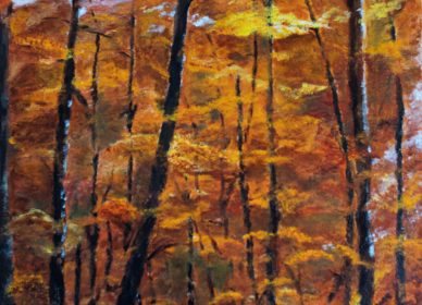 Le sous-bois en automne