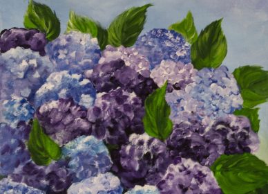 Les hortensias